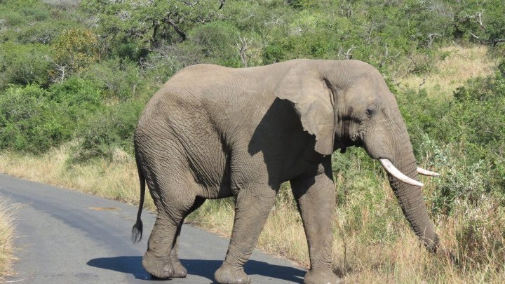 The African South East- Life &&nbsp;times