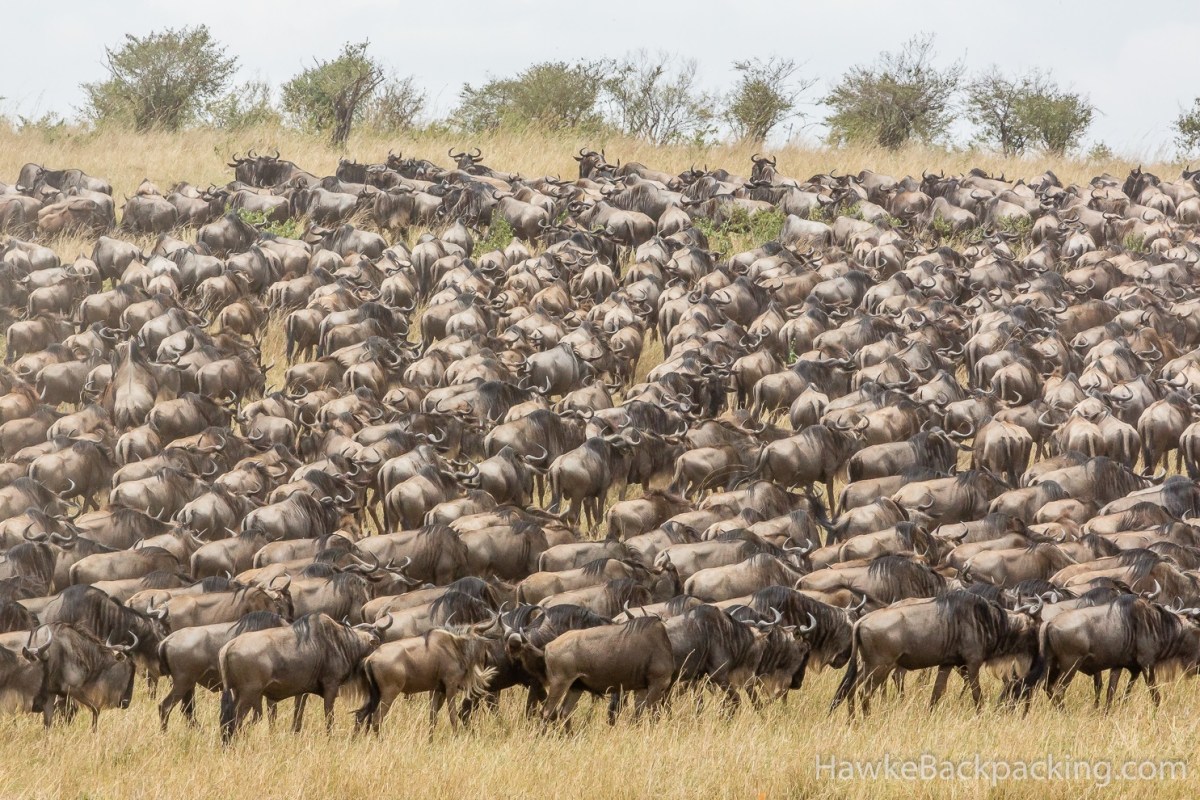 Do not be a Wildebeest! Cost vs&nbsp;benefit-$$
