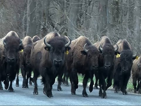 A herd of trouble- Here come the&nbsp;tourists!