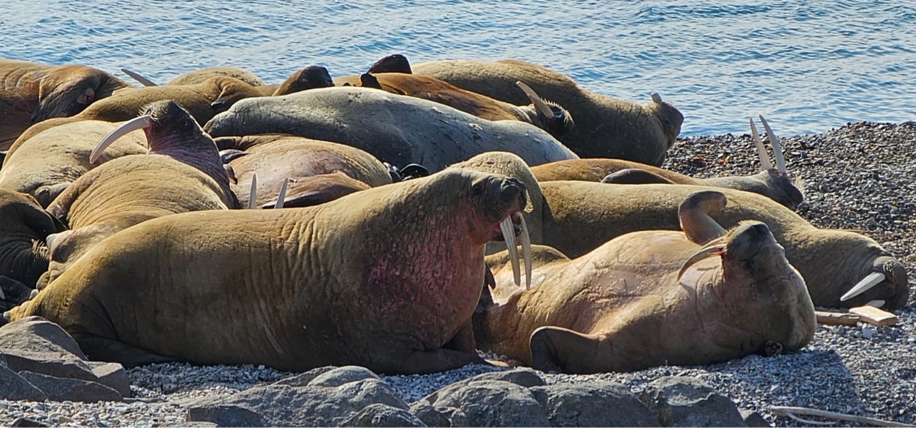 Walruses hauled out together on a rocky shore