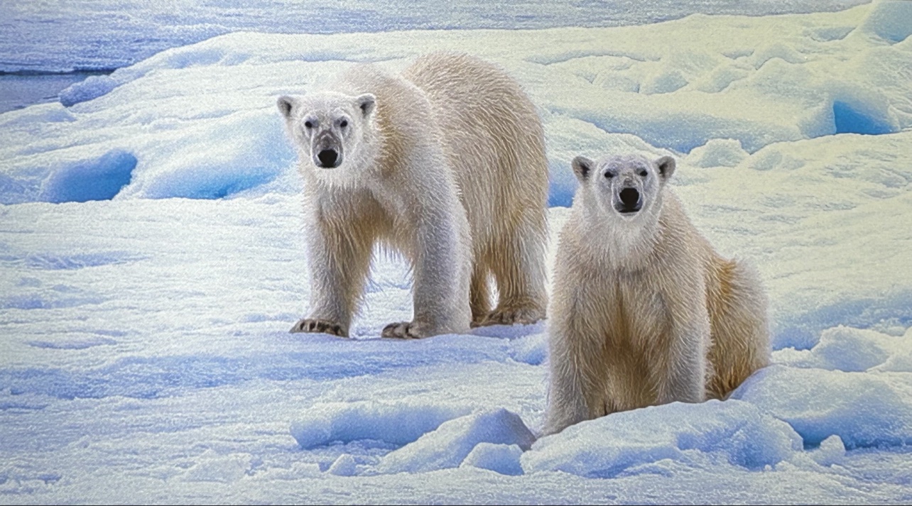 Two polar bears on sea ice looking at the camera