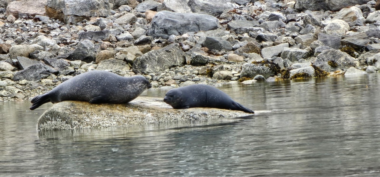 Two seals resting nose to nose on a rock